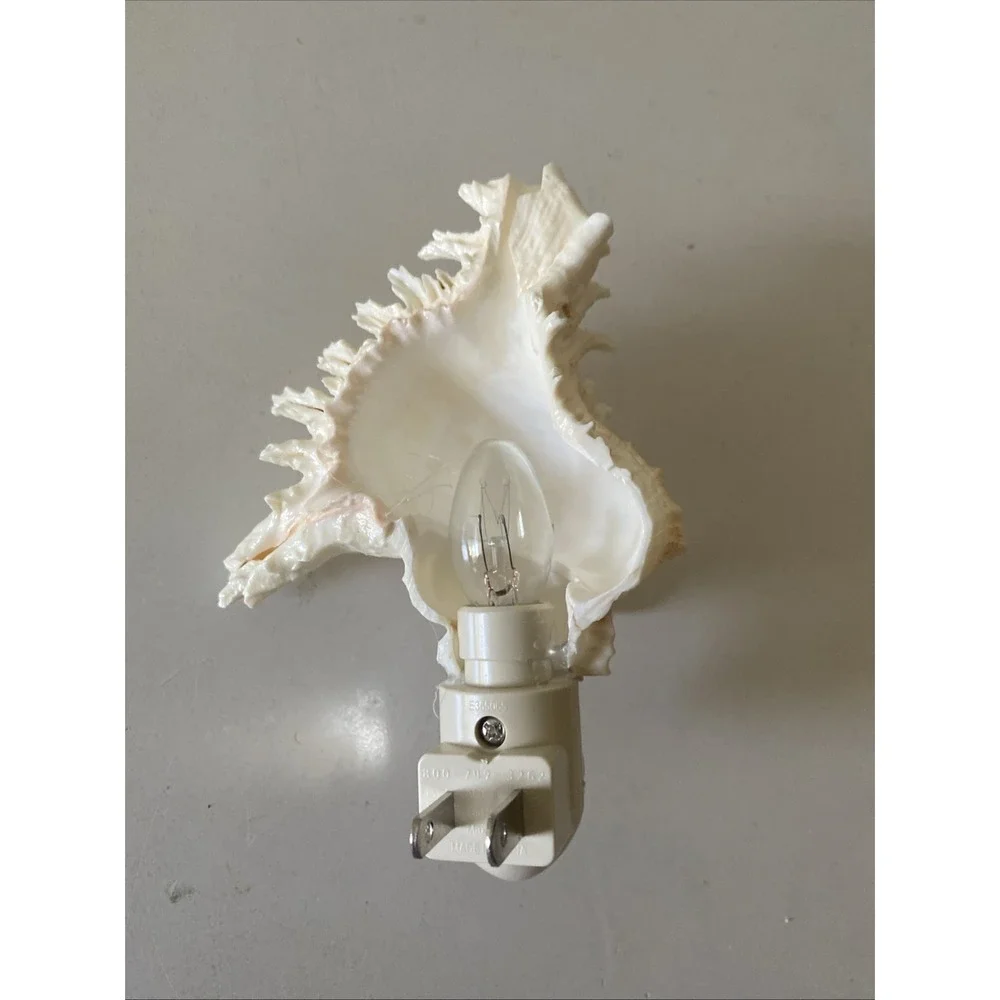 Conch Shell Night Light with Bulb 5